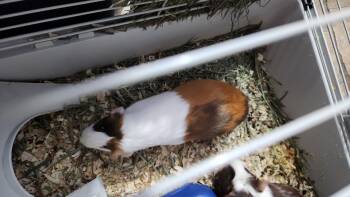 Rescue Guinea Pig Guinea Pigs for Adoption in Libertyville, Illinois - Boo | PetCurious